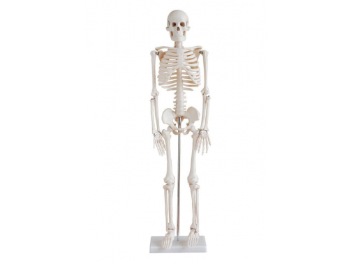 BODYLINE LIFE-SIZE SKELETON MODELS