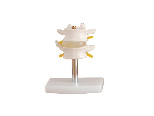 BODYLINE LUMBAR VERTEBRAE MODEL