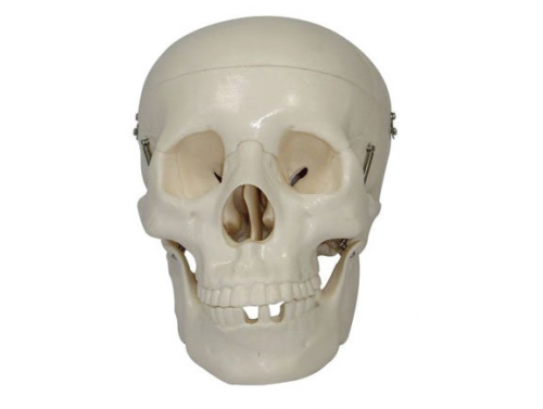 BODYLINE LIFE-SIZE SKULL