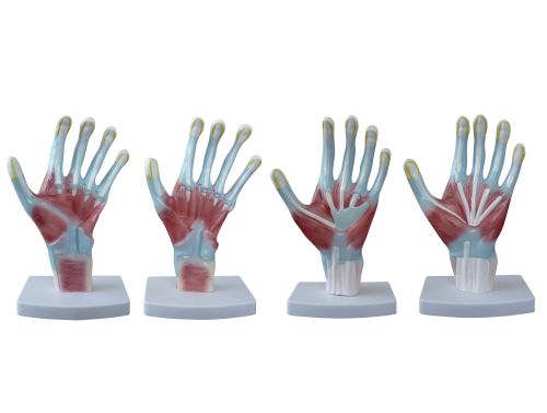 BODYLINE PALM ANATOMY MODEL