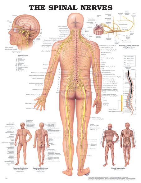 BODYLINE THE SPINAL NERVES CHART - LAMINATED photo