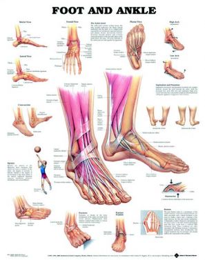 BODYLINE FOOT & ANKLE CHART 